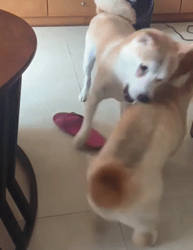 12岁的繁殖犬极度社恐,直到遇上一只社交牛逼症的柯基...休闲区蓝鸢梦想 - Www.slyday.coM 12岁的繁殖犬极度社恐,直到遇上一只社交牛逼症的柯基...休闲区蓝鸢梦想 - Www.slyday.coM