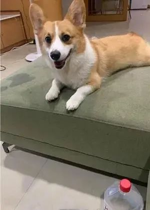 12岁的繁殖犬极度社恐,直到遇上一只社交牛逼症的柯基...休闲区蓝鸢梦想 - Www.slyday.coM 12岁的繁殖犬极度社恐,直到遇上一只社交牛逼症的柯基...休闲区蓝鸢梦想 - Www.slyday.coM