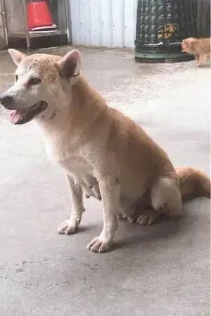 12岁的繁殖犬极度社恐,直到遇上一只社交牛逼症的柯基...休闲区蓝鸢梦想 - Www.slyday.coM 12岁的繁殖犬极度社恐,直到遇上一只社交牛逼症的柯基...休闲区蓝鸢梦想 - Www.slyday.coM