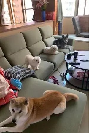 12岁的繁殖犬极度社恐,直到遇上一只社交牛逼症的柯基...休闲区蓝鸢梦想 - Www.slyday.coM 12岁的繁殖犬极度社恐,直到遇上一只社交牛逼症的柯基...休闲区蓝鸢梦想 - Www.slyday.coM