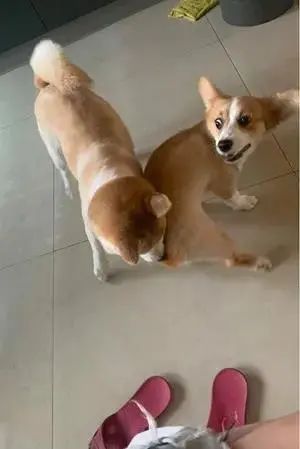 12岁的繁殖犬极度社恐,直到遇上一只社交牛逼症的柯基...休闲区蓝鸢梦想 - Www.slyday.coM 12岁的繁殖犬极度社恐,直到遇上一只社交牛逼症的柯基...休闲区蓝鸢梦想 - Www.slyday.coM