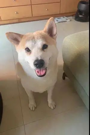 12岁的繁殖犬极度社恐,直到遇上一只社交牛逼症的柯基...休闲区蓝鸢梦想 - Www.slyday.coM 12岁的繁殖犬极度社恐,直到遇上一只社交牛逼症的柯基...休闲区蓝鸢梦想 - Www.slyday.coM