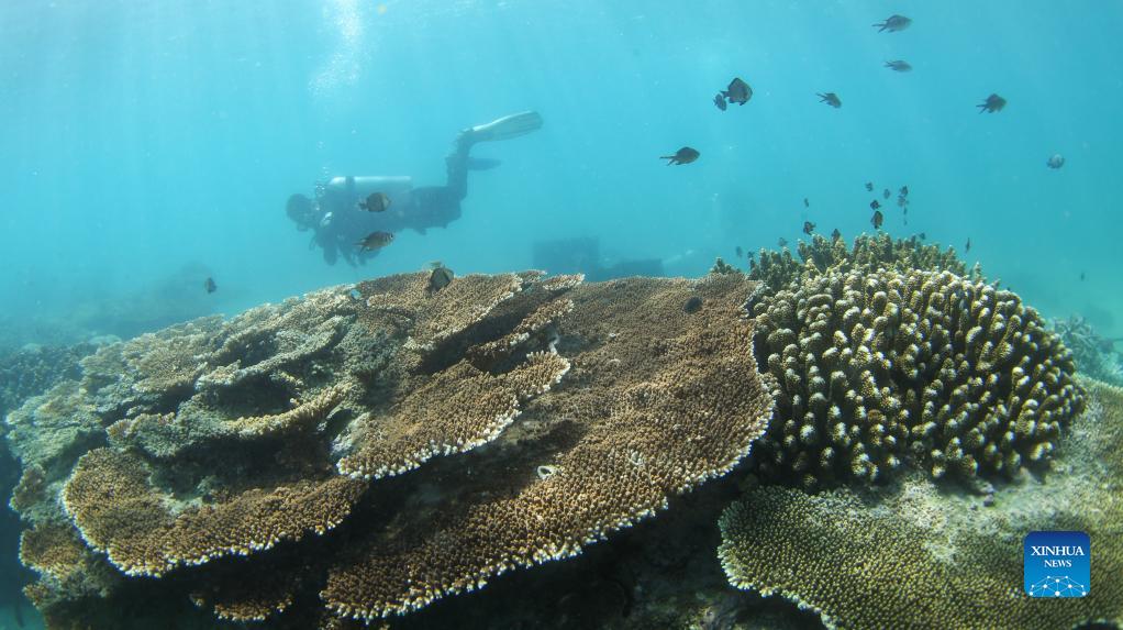 An aquanaut checks the condition of corals on the seabed in the waters of Fenjiezhou Island of Hainan Province, south China, Sept. 28. 2021. Fenjiezhou Island, located in the Lingshui Li Autonomous County, boasts coral reef ecosystem. Before proper development and management, the coral reefs, as well as seabed ecology, have been severely damaged due to illegal exploitation. To restore the local underwater ecology, Fenjiezhou scenic area authorities, together with oceanic and fishery researchers, have been growing and transplanting corals since 2004. Meanwhile, fishermen have been offered jobs in the scenic area. After over ten years of protection and restoration, the coral coverage rate of Fenjiezhou Island waters has reached 34 percent, with some area reaching 40 percent to 50 percent. The improvement of underwater ecosystem has attracted more marine creatures. (Xinhua/Yang Guanyu)