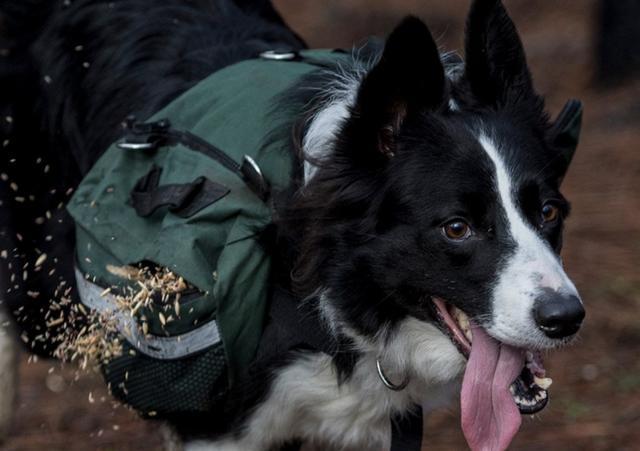 狗狗排行榜：什么狗狗最难训？边境牧羊犬上榜11