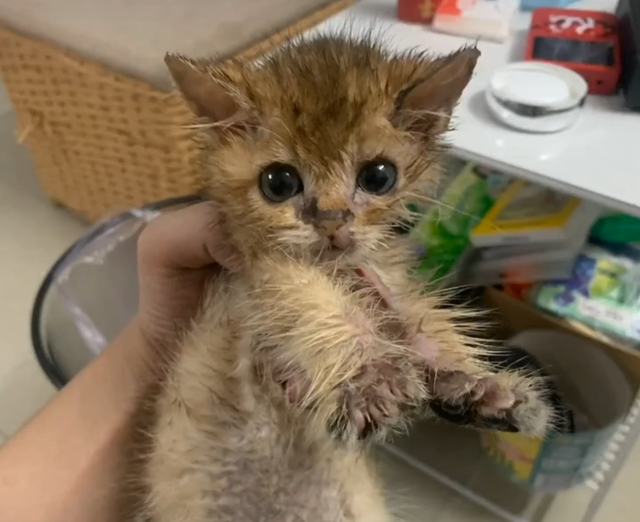 救了一只流浪橘猫，养了一个月后发现是金渐层：捡到宝贝了