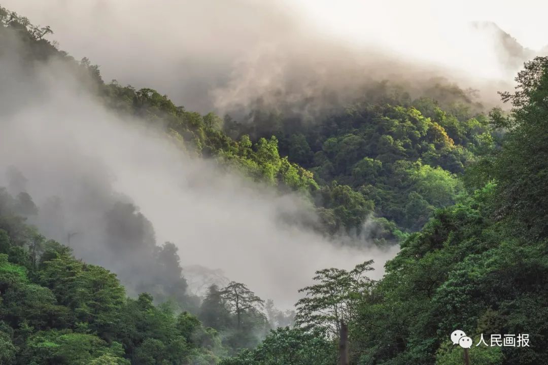 云南高黎贡山,亚热带雨林.摄影程斌