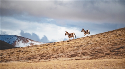 联合国生物多样性大会在昆明开幕休闲区蓝鸢梦想 - Www.slyday.coM 联合国生物多样性大会在昆明开幕休闲区蓝鸢梦想 - Www.slyday.coM