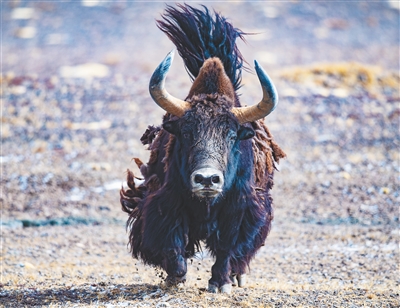 联合国生物多样性大会在昆明开幕休闲区蓝鸢梦想 - Www.slyday.coM 联合国生物多样性大会在昆明开幕休闲区蓝鸢梦想 - Www.slyday.coM