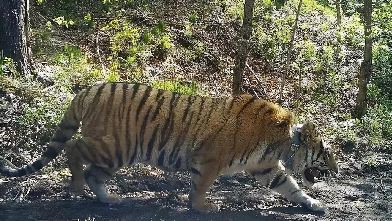 东北虎豹国家公园设立，<a href=