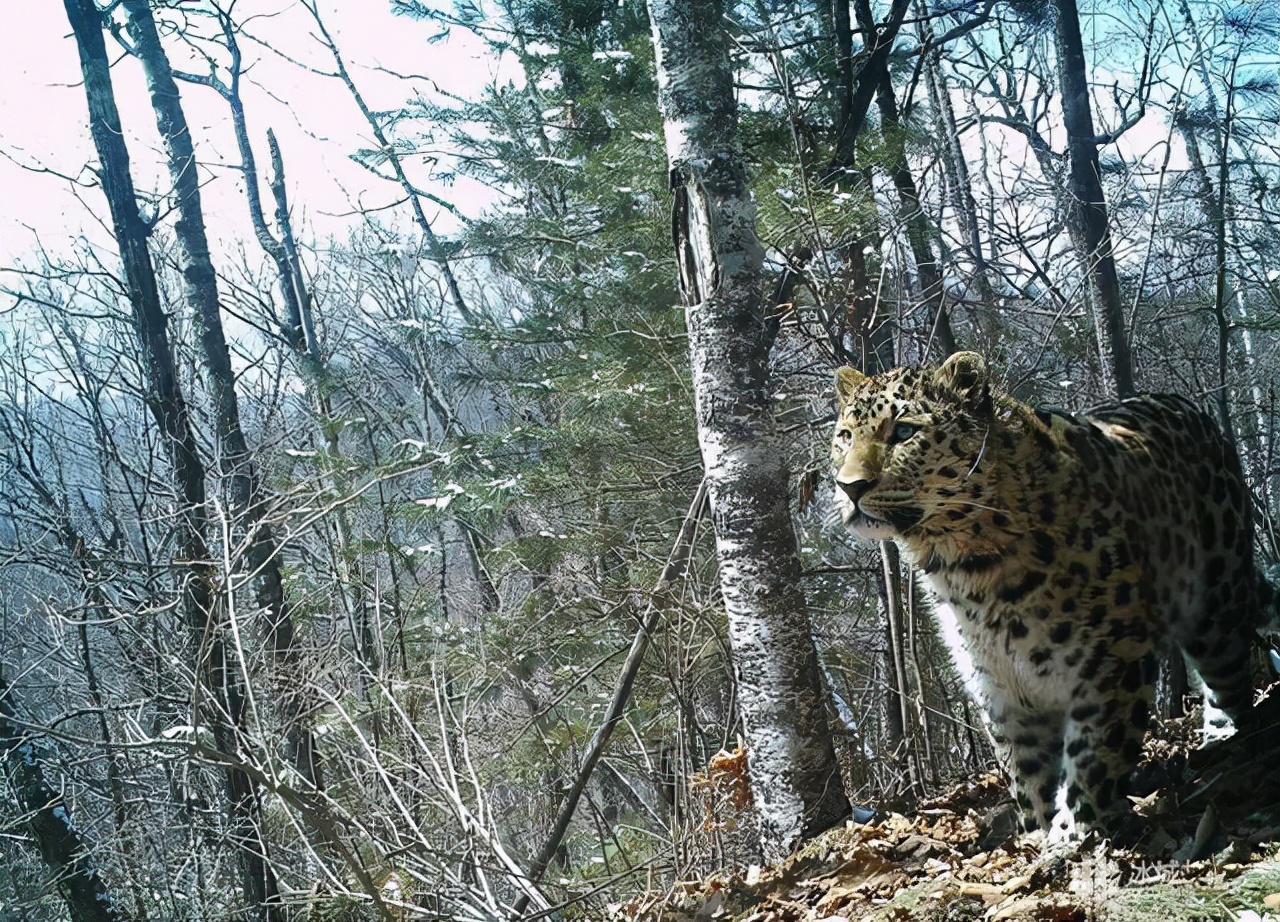 东北虎豹国家公园设立，<a href=