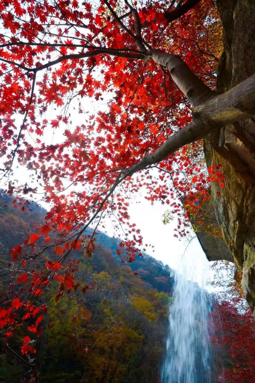 许你一个秋天的童话|龙潭|岫岩|枫叶谷_新浪新闻