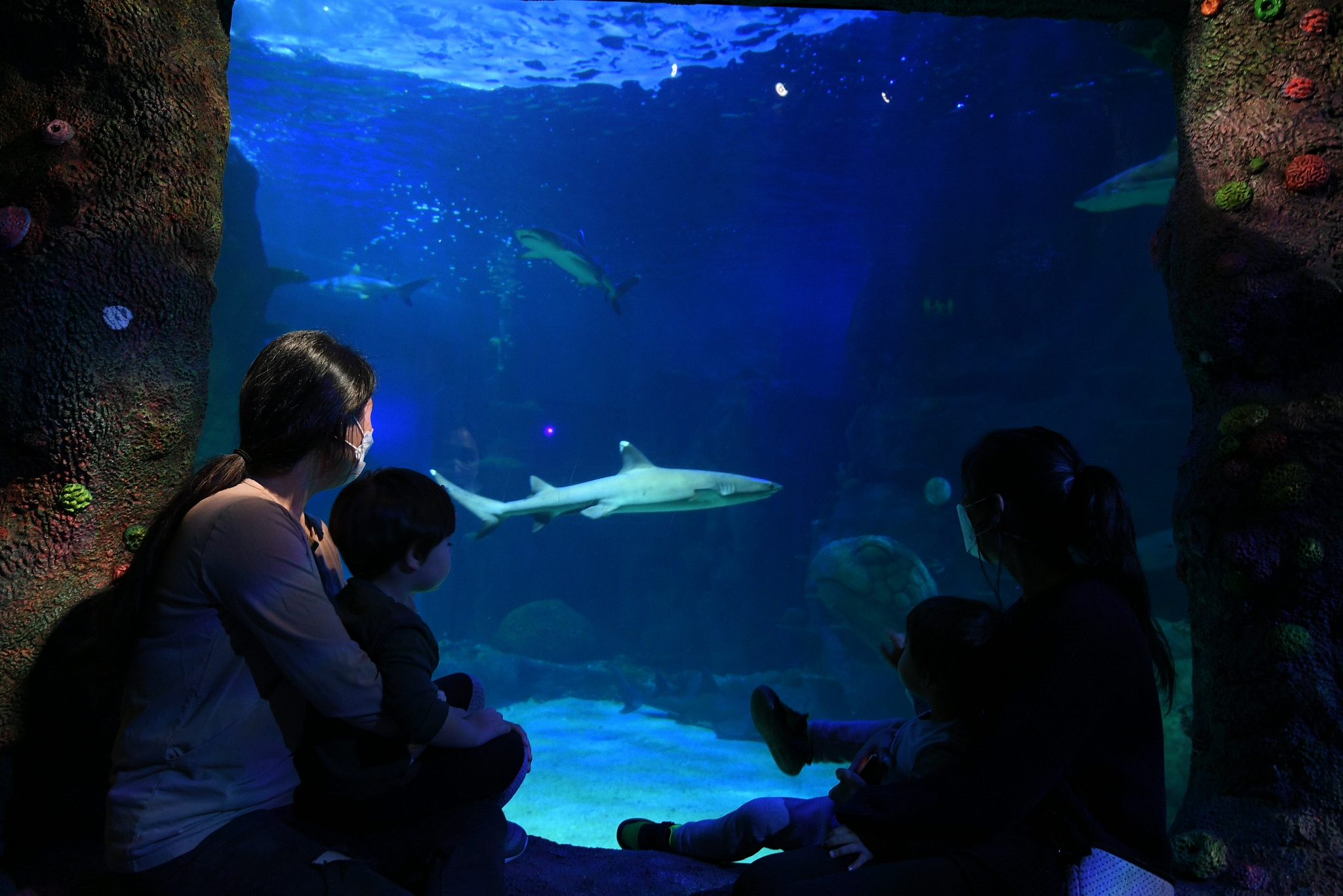 悉尼水族馆重新开放