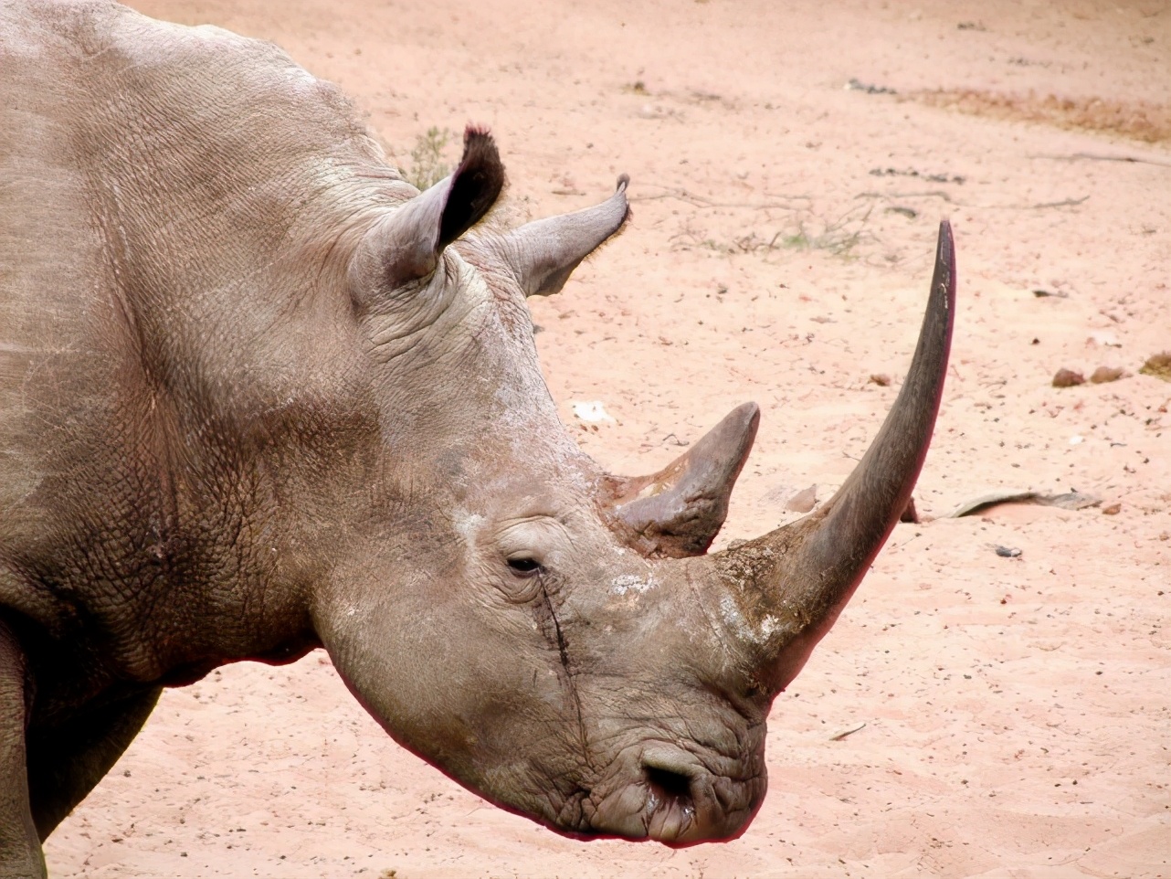 深圳野生动物园犀牛与八哥演绎跨物种的友谊