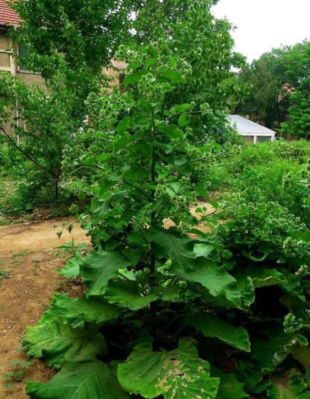 在农村被当做野菜,无人问津,<a href=