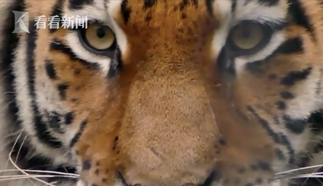 视频|现实版“山中大王巡山” 民警巡逻路遇东北虎休闲区蓝鸢梦想 - Www.slyday.coM 视频|现实版“山中大王巡山” 民警巡逻路遇东北虎休闲区蓝鸢梦想 - Www.slyday.coM