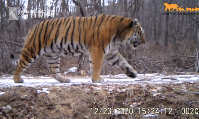 视频|现实版“山中大王巡山” 民警巡逻路遇东北虎休闲区蓝鸢梦想 - Www.slyday.coM 视频|现实版“山中大王巡山” 民警巡逻路遇东北虎休闲区蓝鸢梦想 - Www.slyday.coM