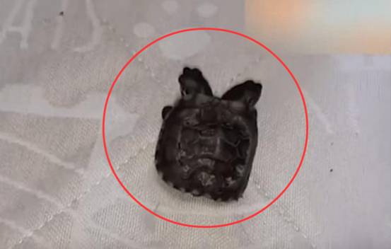 美国惊现6条腿的双头龟，此前在<a href=