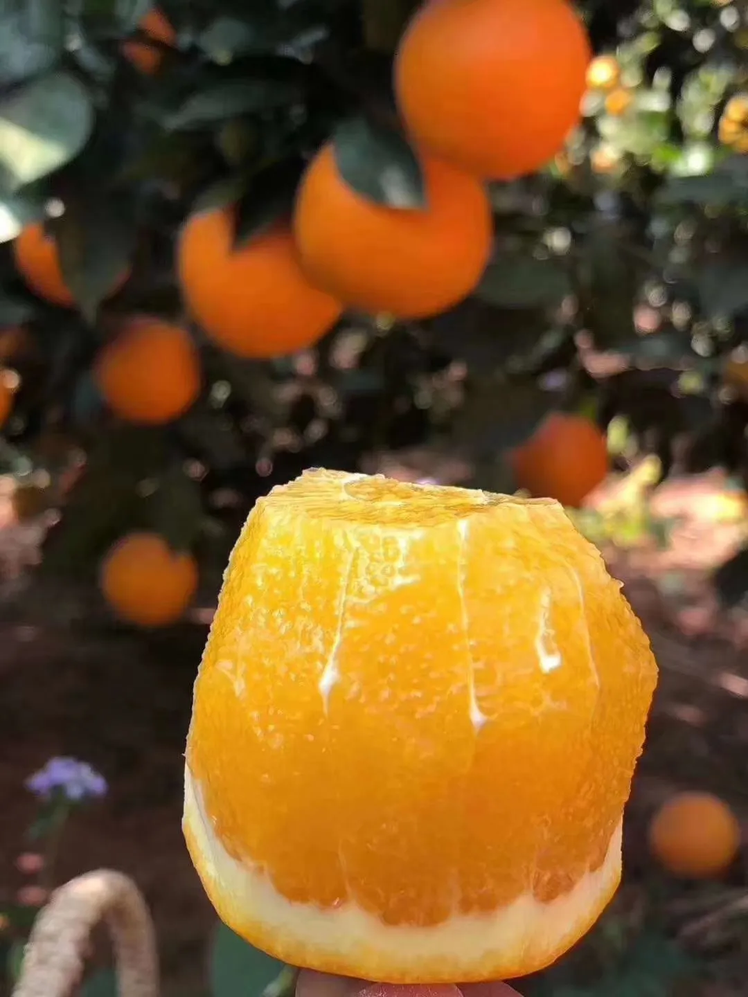 橙南脐橙 a48b-3cc2bfc7641b0984adb82377c49da3ba.png