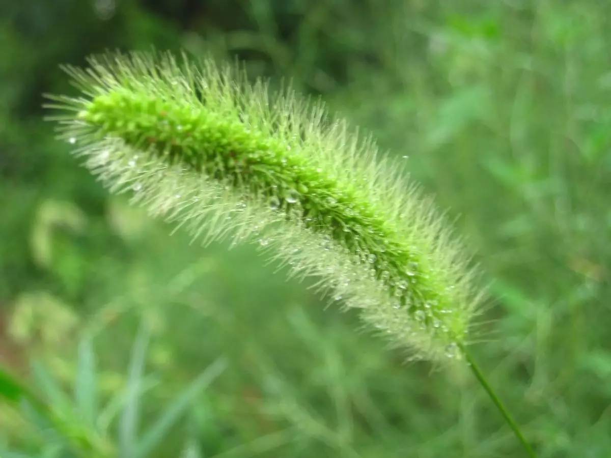 因此在我们湖南新化农村一般都叫他它狗尾巴草