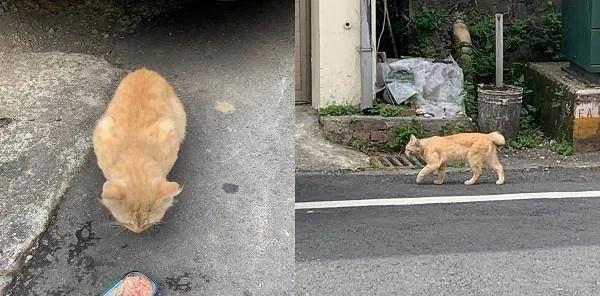 路边捡到一只受伤橘猫，养了半年后却被惊艳到了：捡到宝贝了呀