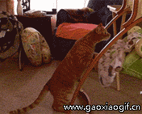 32张笑死人的照片,看到第一张就被惊呆了!发给大家乐一乐~休闲区蓝鸢梦想 - Www.slyday.coM 32张笑死人的照片,看到第一张就被惊呆了!发给大家乐一乐~休闲区蓝鸢梦想 - Www.slyday.coM