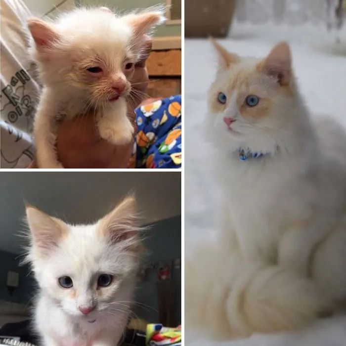 网友晒出收养的流浪猫照片,前后对比让网友惊呼:这是捡到宝了!休闲区蓝鸢梦想 - Www.slyday.coM 网友晒出收养的流浪猫照片,前后对比让网友惊呼:这是捡到宝了!休闲区蓝鸢梦想 - Www.slyday.coM