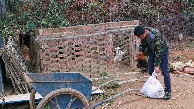小邓进山抓了2只土鸡，这才发现中华田园犬为自己除害了，好开心