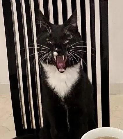 养了一只社恐猫,到手的亲事差点吹了!休闲区蓝鸢梦想 - Www.slyday.coM 养了一只社恐猫,到手的亲事差点吹了!休闲区蓝鸢梦想 - Www.slyday.coM