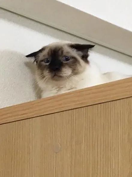 养了一只社恐猫,到手的亲事差点吹了!休闲区蓝鸢梦想 - Www.slyday.coM 养了一只社恐猫,到手的亲事差点吹了!休闲区蓝鸢梦想 - Www.slyday.coM