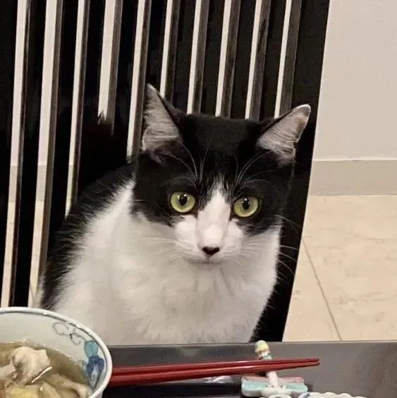 养了一只社恐猫,到手的亲事差点吹了!休闲区蓝鸢梦想 - Www.slyday.coM 养了一只社恐猫,到手的亲事差点吹了!休闲区蓝鸢梦想 - Www.slyday.coM