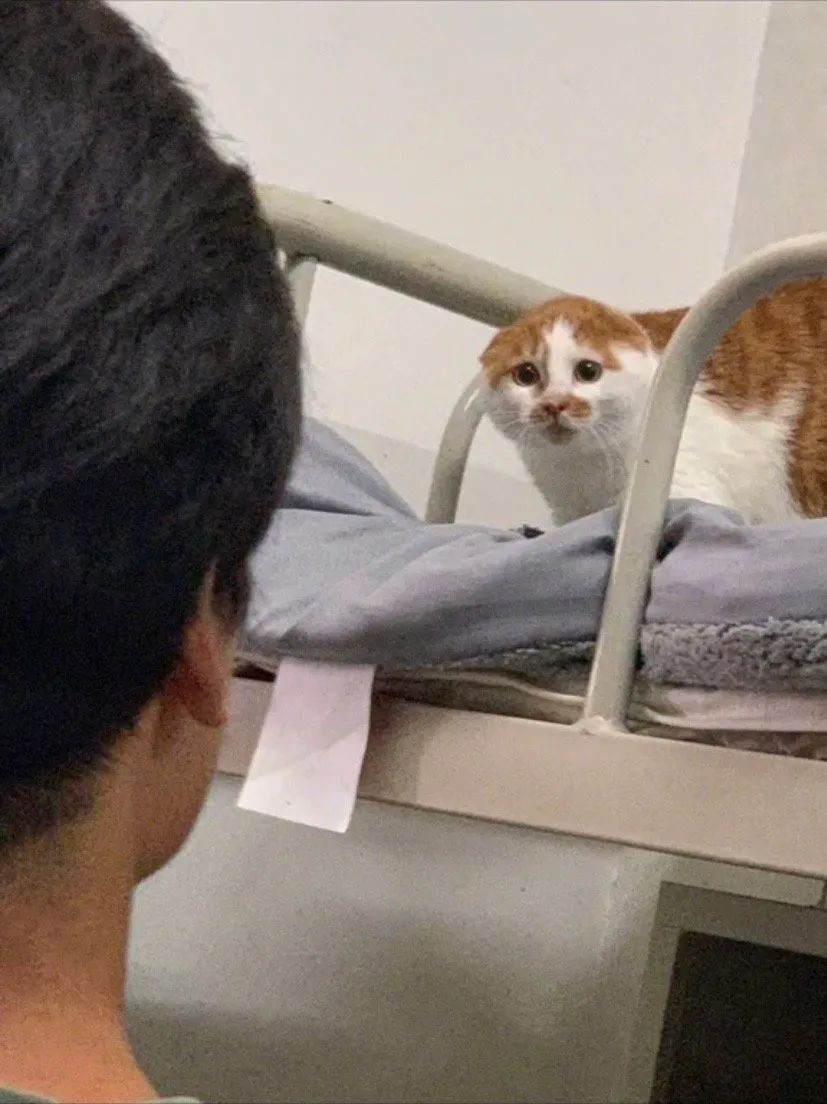 养了一只社恐猫,到手的亲事差点吹了!休闲区蓝鸢梦想 - Www.slyday.coM 养了一只社恐猫,到手的亲事差点吹了!休闲区蓝鸢梦想 - Www.slyday.coM