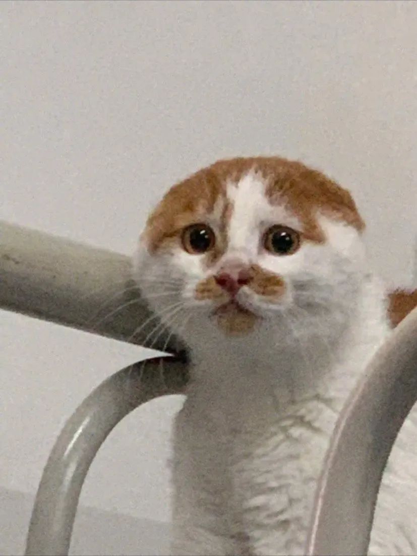 养了一只社恐猫,到手的亲事差点吹了!休闲区蓝鸢梦想 - Www.slyday.coM 养了一只社恐猫,到手的亲事差点吹了!休闲区蓝鸢梦想 - Www.slyday.coM