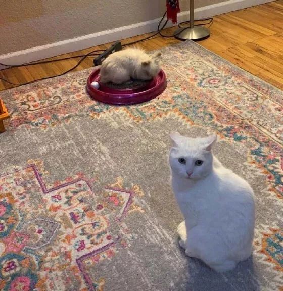 养了一只社恐猫,到手的亲事差点吹了!休闲区蓝鸢梦想 - Www.slyday.coM 养了一只社恐猫,到手的亲事差点吹了!休闲区蓝鸢梦想 - Www.slyday.coM