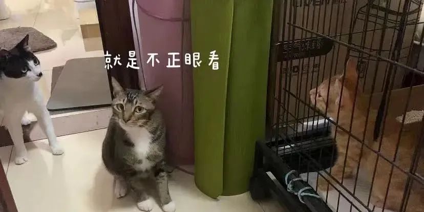 养了一只社恐猫,到手的亲事差点吹了!休闲区蓝鸢梦想 - Www.slyday.coM 养了一只社恐猫,到手的亲事差点吹了!休闲区蓝鸢梦想 - Www.slyday.coM