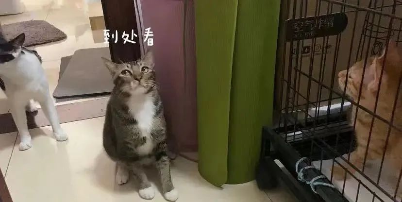 养了一只社恐猫,到手的亲事差点吹了!休闲区蓝鸢梦想 - Www.slyday.coM 养了一只社恐猫,到手的亲事差点吹了!休闲区蓝鸢梦想 - Www.slyday.coM