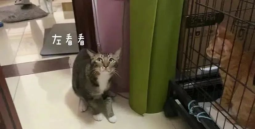 养了一只社恐猫,到手的亲事差点吹了!休闲区蓝鸢梦想 - Www.slyday.coM 养了一只社恐猫,到手的亲事差点吹了!休闲区蓝鸢梦想 - Www.slyday.coM