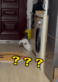 养了一只社恐猫,到手的亲事差点吹了!休闲区蓝鸢梦想 - Www.slyday.coM 养了一只社恐猫,到手的亲事差点吹了!休闲区蓝鸢梦想 - Www.slyday.coM