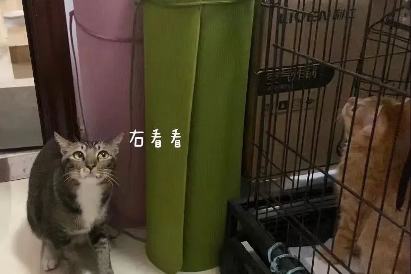 养了一只社恐猫,到手的亲事差点吹了!休闲区蓝鸢梦想 - Www.slyday.coM 养了一只社恐猫,到手的亲事差点吹了!休闲区蓝鸢梦想 - Www.slyday.coM