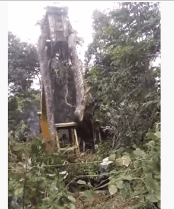 最大的蛇到底有多大?<a href=