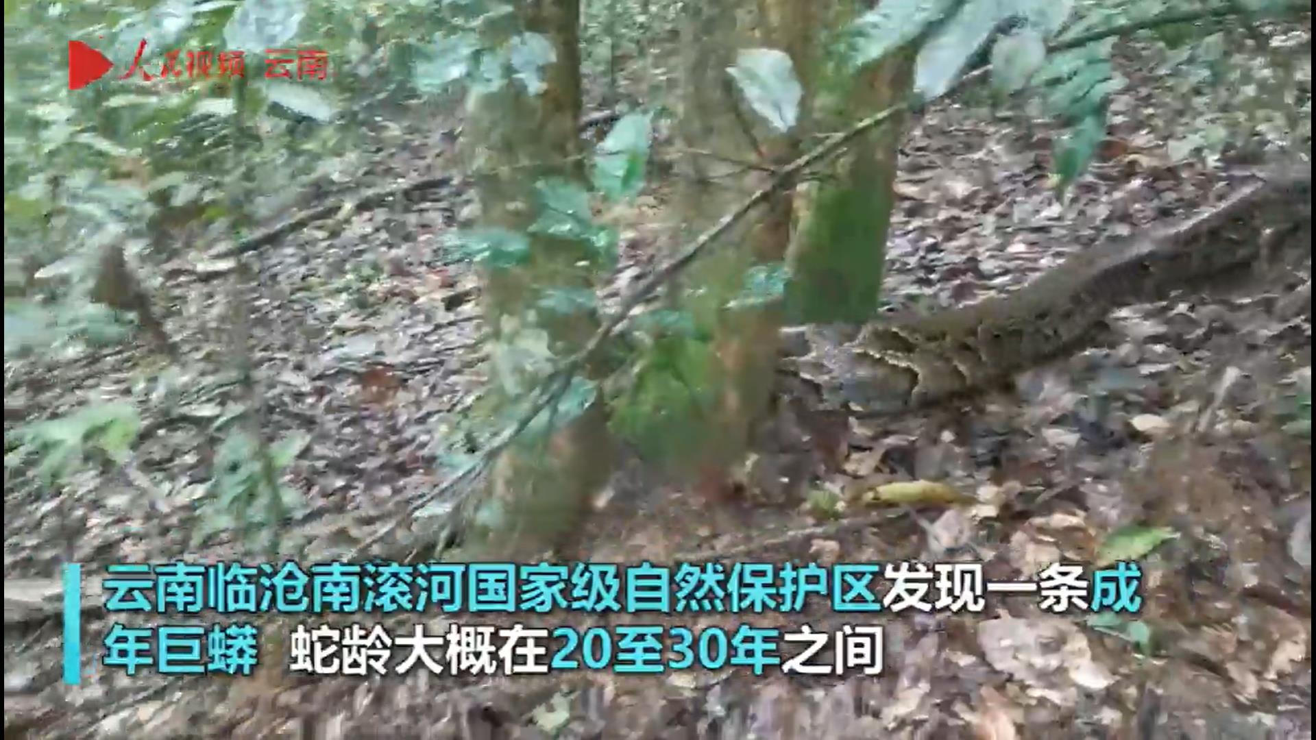 最大的蛇到底有多大?<a href=