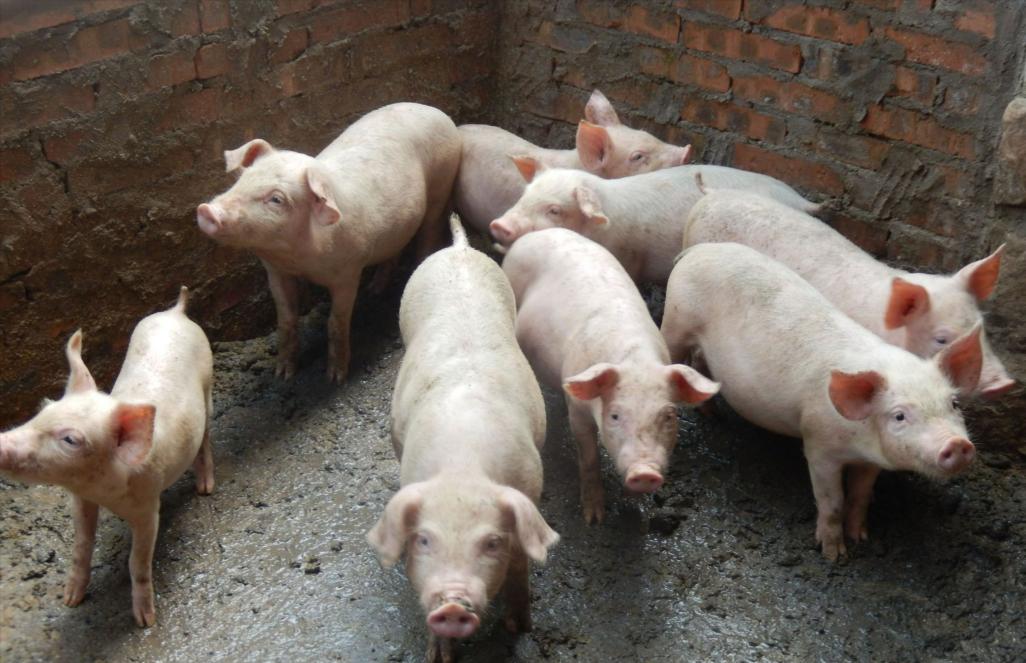 猪价大涨不停歇,行情蹿上“8字头”,还能涨多久?看完有数了!休闲区蓝鸢梦想 - Www.slyday.coM 猪价大涨不停歇,行情蹿上“8字头”,还能涨多久?看完有数了!休闲区蓝鸢梦想 - Www.slyday.coM