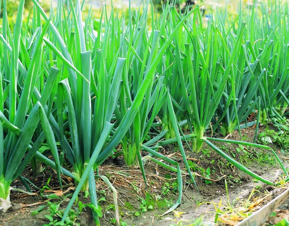 一路飙升!蔬菜价格比肉贵?菠菜1斤涨到16元,啥情况休闲区蓝鸢梦想 - Www.slyday.coM 一路飙升!蔬菜价格比肉贵?菠菜1斤涨到16元,啥情况休闲区蓝鸢梦想 - Www.slyday.coM