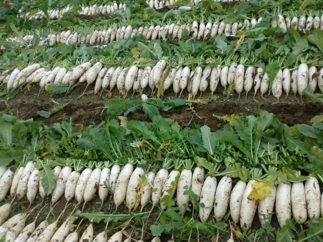 一路飙升!蔬菜价格比肉贵?菠菜1斤涨到16元,啥情况休闲区蓝鸢梦想 - Www.slyday.coM 一路飙升!蔬菜价格比肉贵?菠菜1斤涨到16元,啥情况休闲区蓝鸢梦想 - Www.slyday.coM