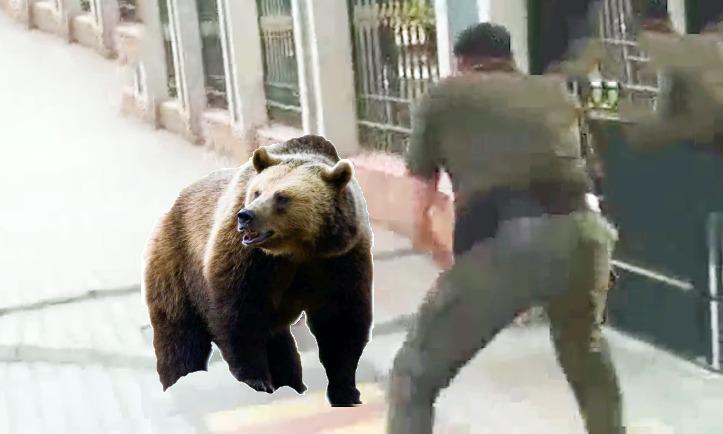 棕熊突袭<a href=