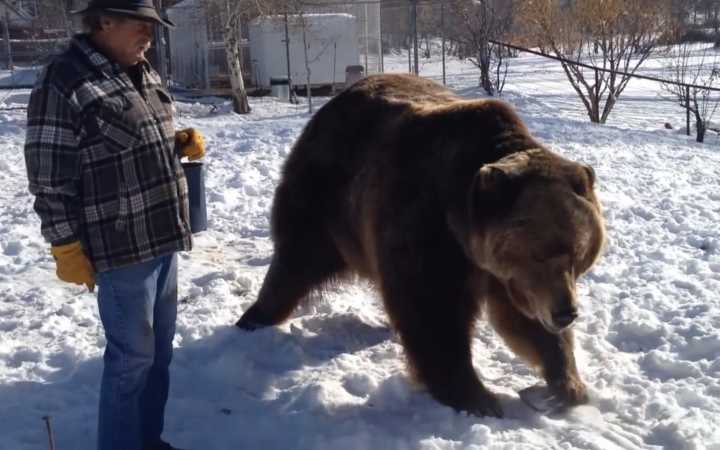 棕熊突袭<a href=