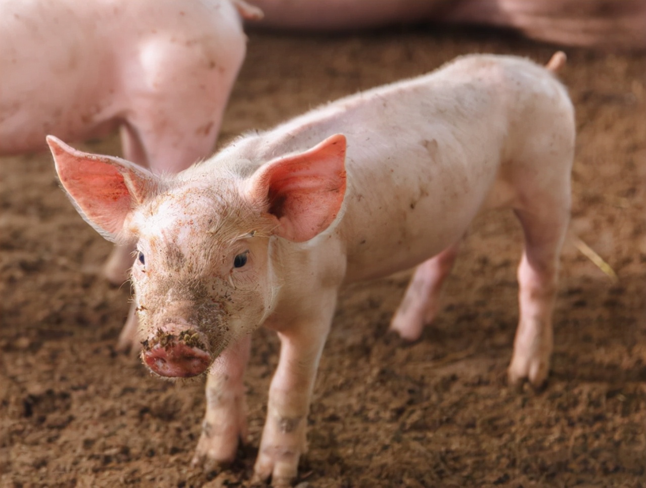 最全仔猪腹泻原因分析及应对方案措施，猪场仔猪腹泻的病因和防治用药说明！_母猪