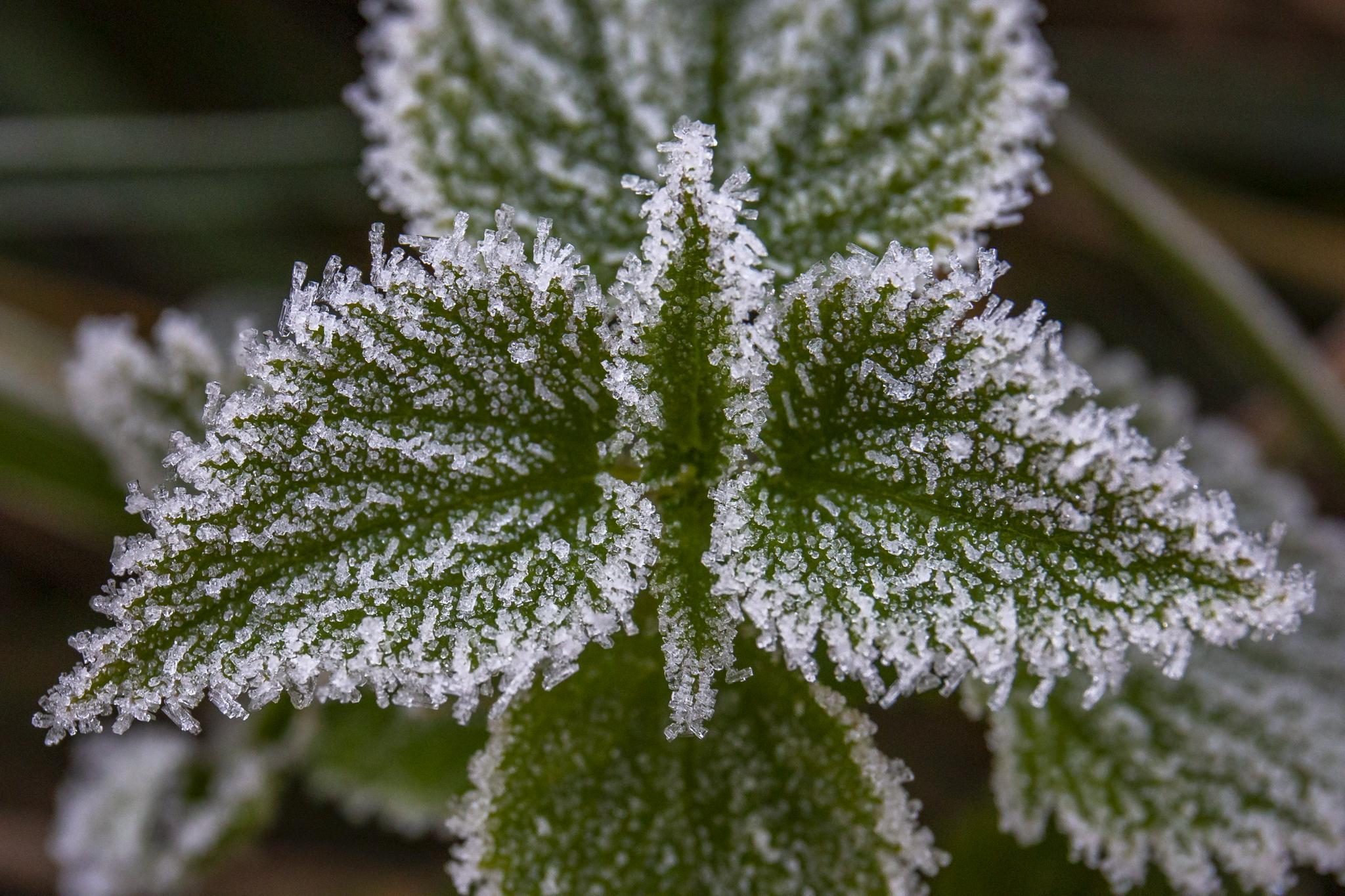 繁霜降兮草木零