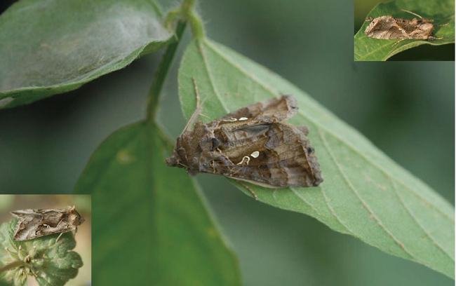 危害不输水葫芦！<a href=