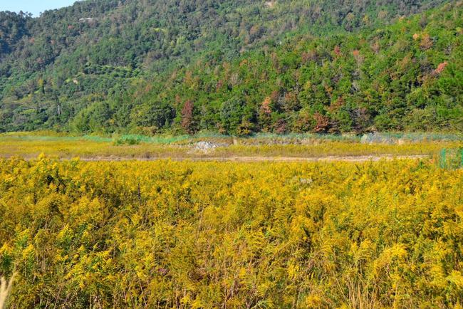 危害不输水葫芦！<a href=