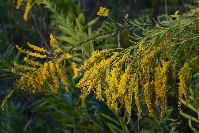 危害不输水葫芦！<a href=